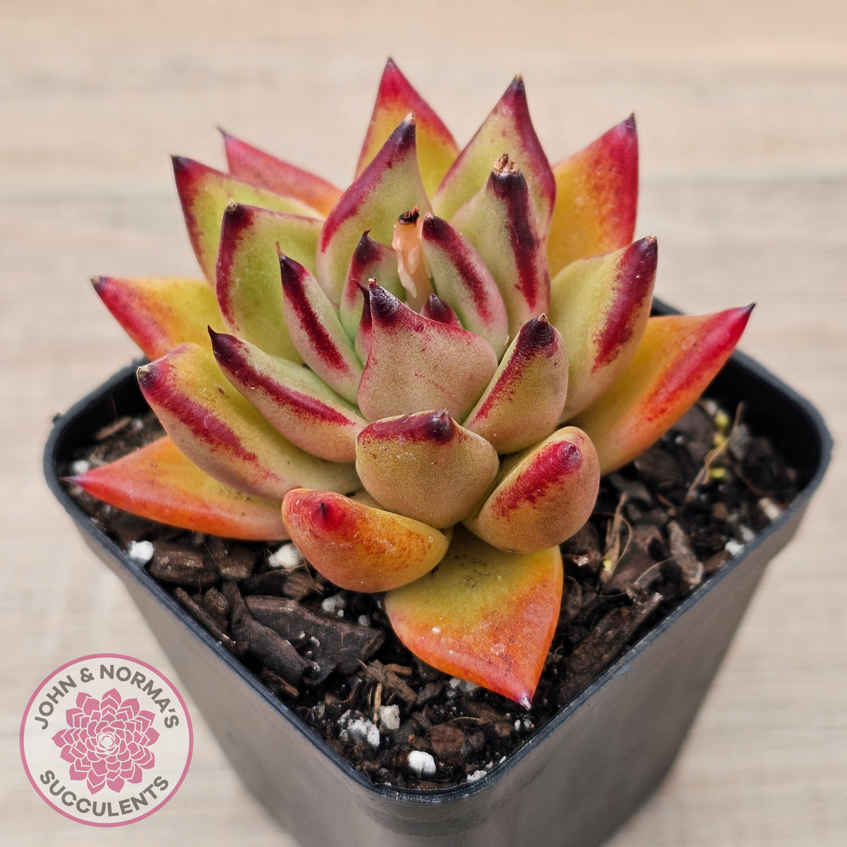 Echeveria agavoides sp. (Red)