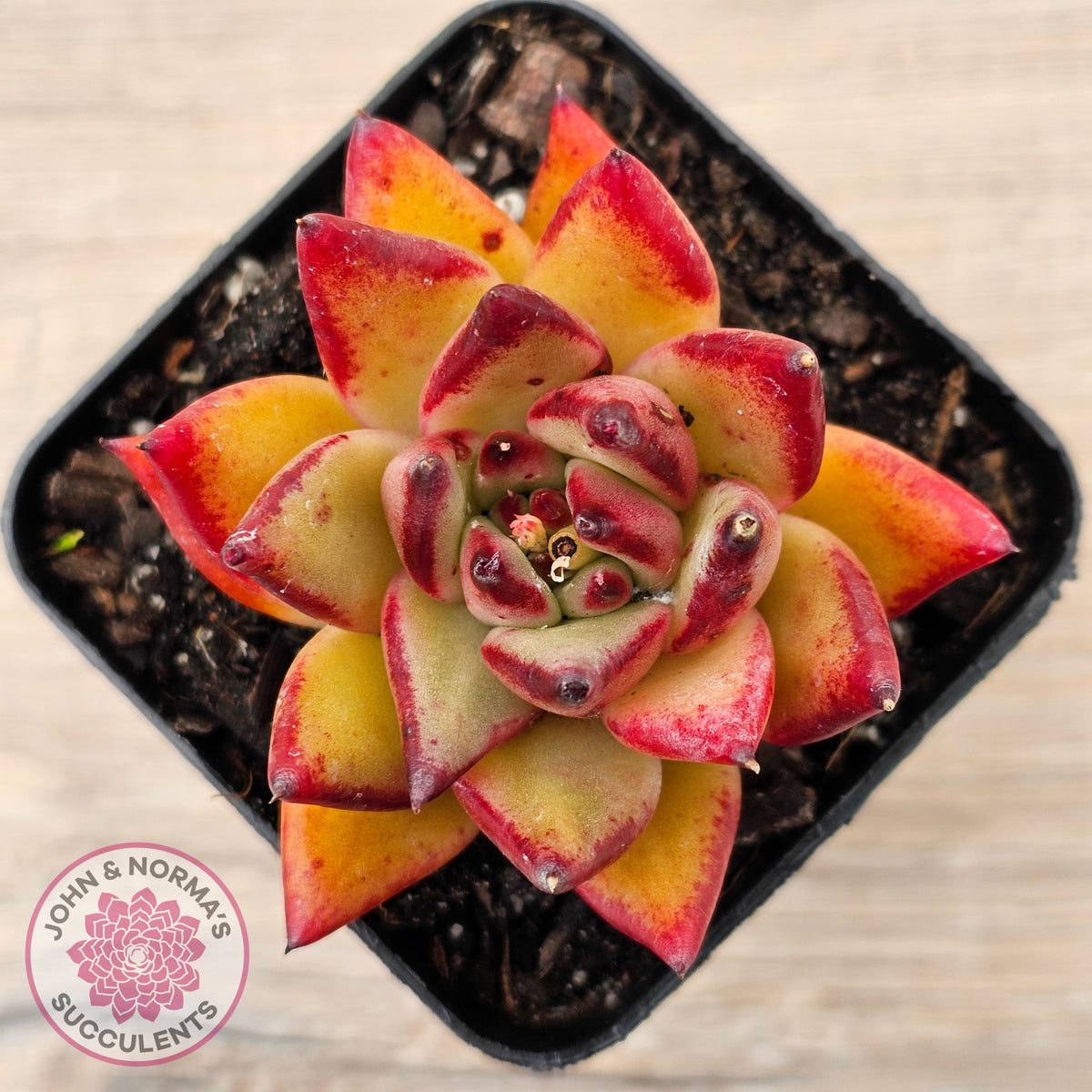 Echeveria agavoides sp. (Red)