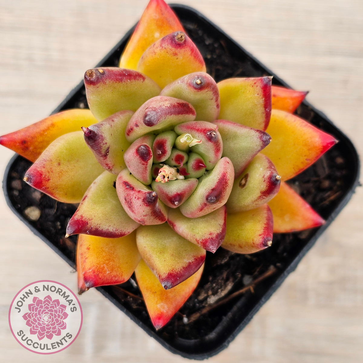 Echeveria agavoides sp. (Red)