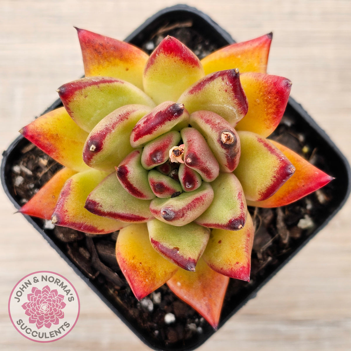 Echeveria agavoides sp. (Red)