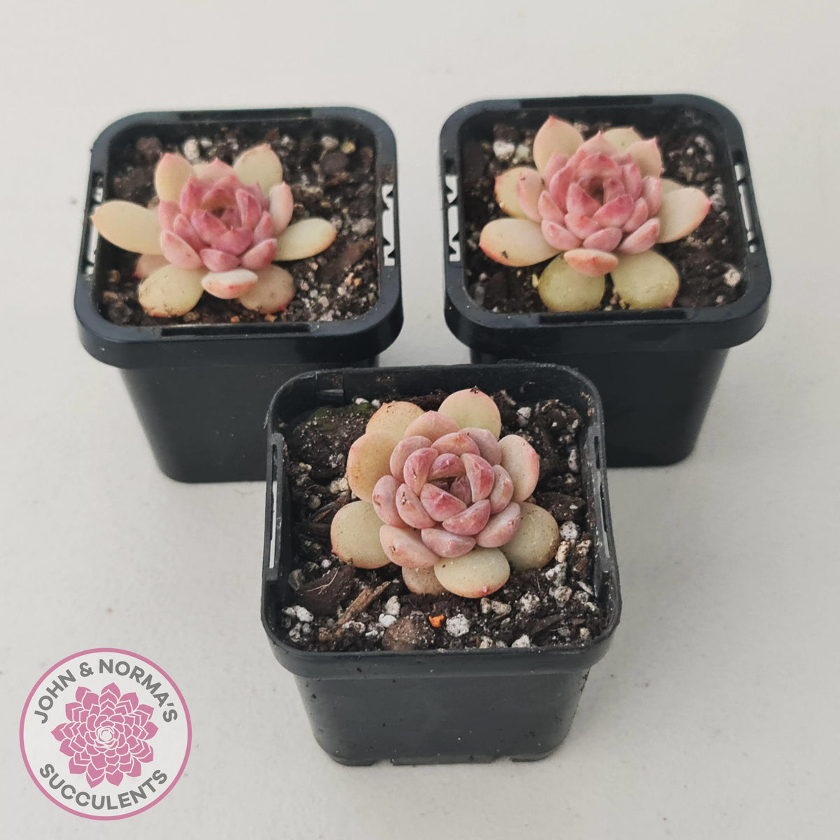 Echeveria 'Red Diamond'