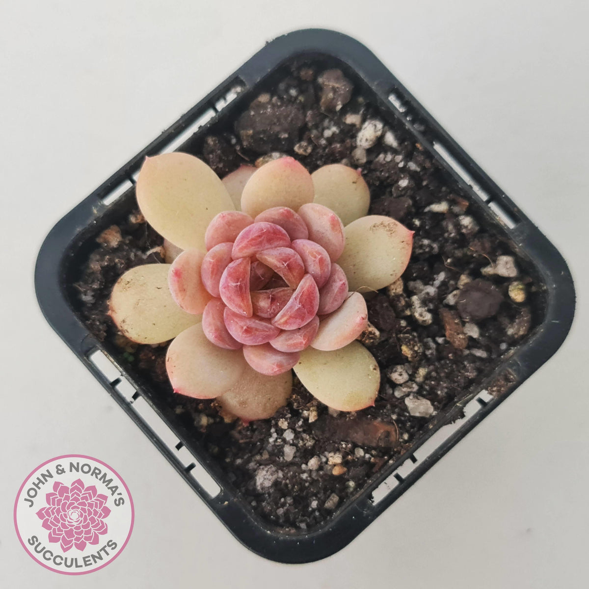 Echeveria 'Red Diamond'