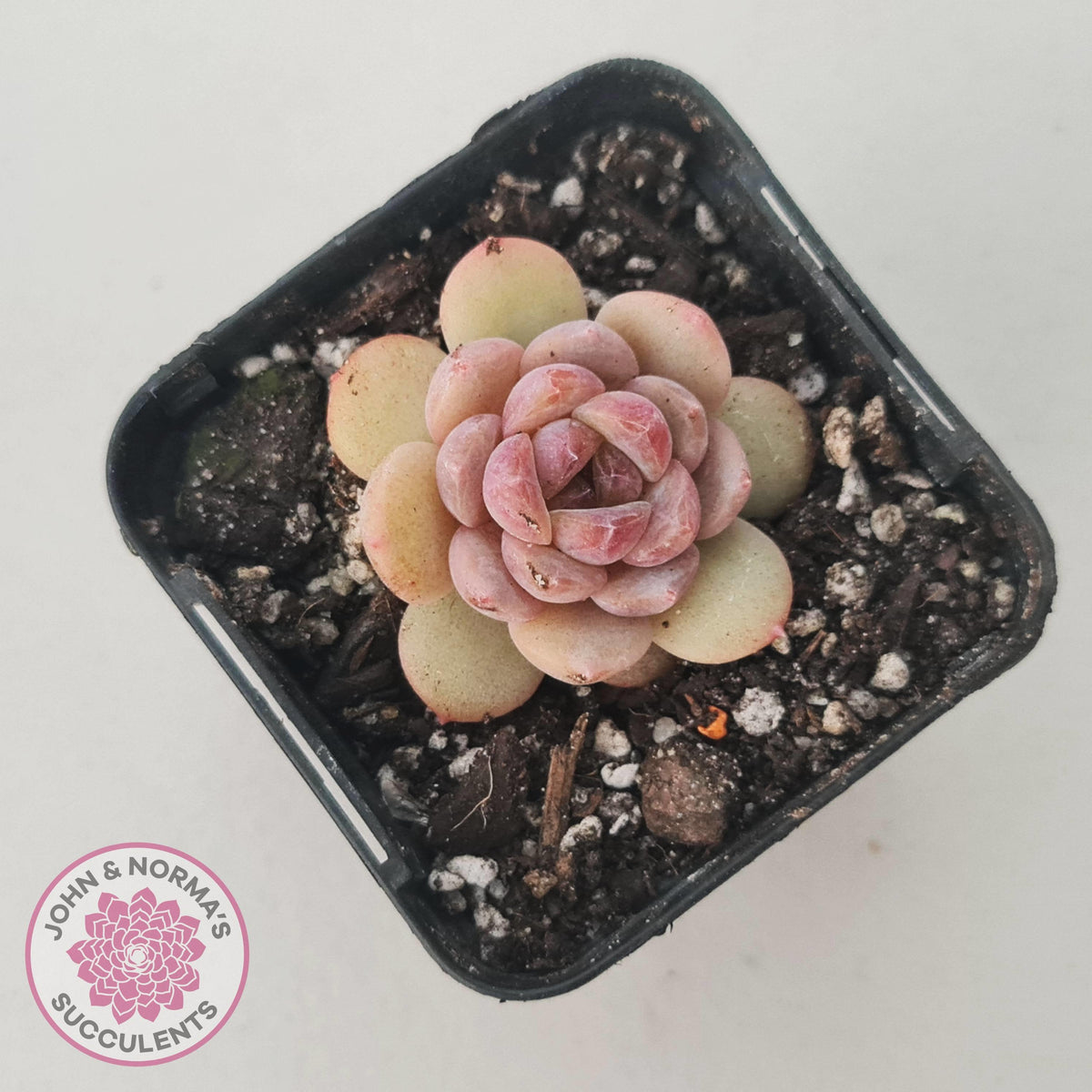 Echeveria 'Red Diamond'