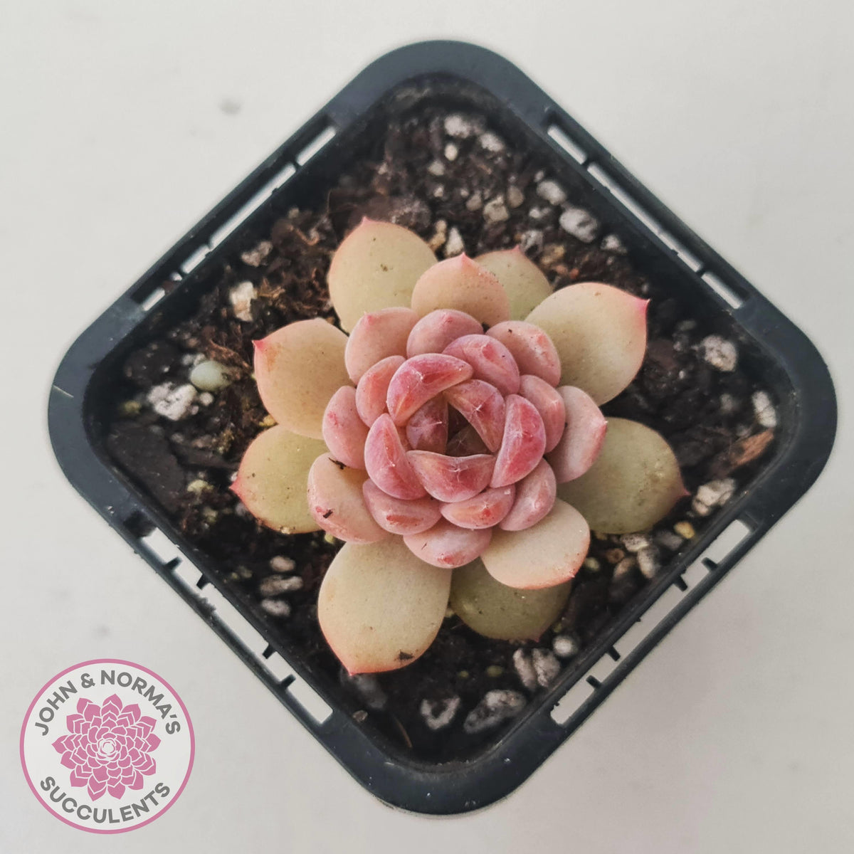 Echeveria 'Red Diamond'
