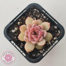 Load image into Gallery viewer, Echeveria 'Red Diamond' - John & Norma's Succulents Australia