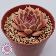 Load image into Gallery viewer, Echeveria 'Red Firefly' (sml) - John & Norma's Succulents Australia