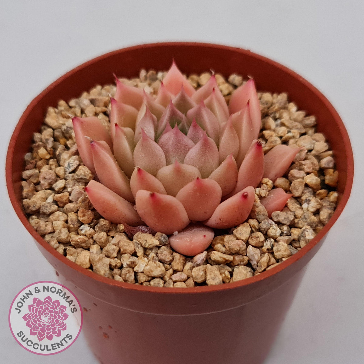 Echeveria 'Red Firefly'