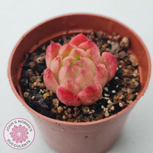 Load image into Gallery viewer, Echeveria 'Red Fire' (sm) - John & Norma's Succulents Australia