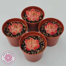 Load image into Gallery viewer, Echeveria 'Red Fire' (sm) - John & Norma's Succulents Australia