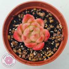 Load image into Gallery viewer, Echeveria 'Red Fire' (sm) - John & Norma's Succulents Australia