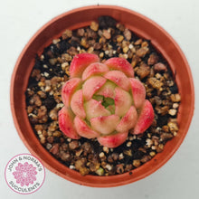 Load image into Gallery viewer, Echeveria 'Red Fire' (sm) - John & Norma's Succulents Australia
