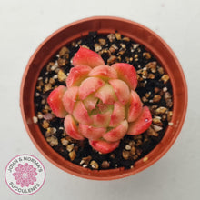 Load image into Gallery viewer, Echeveria 'Red Fire' (sm) - John & Norma's Succulents Australia