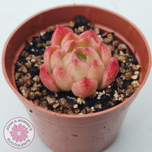 Load image into Gallery viewer, Echeveria 'Red Fire' (sm) - John & Norma's Succulents Australia