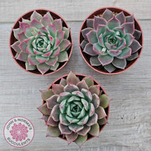 Load image into Gallery viewer, Echeveria 'Red Firefly'