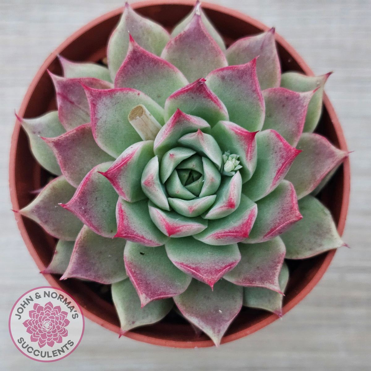 Echeveria 'Red Firefly'