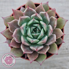 Load image into Gallery viewer, Echeveria 'Red Firefly'