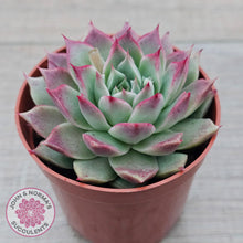 Load image into Gallery viewer, Echeveria 'Red Firefly'