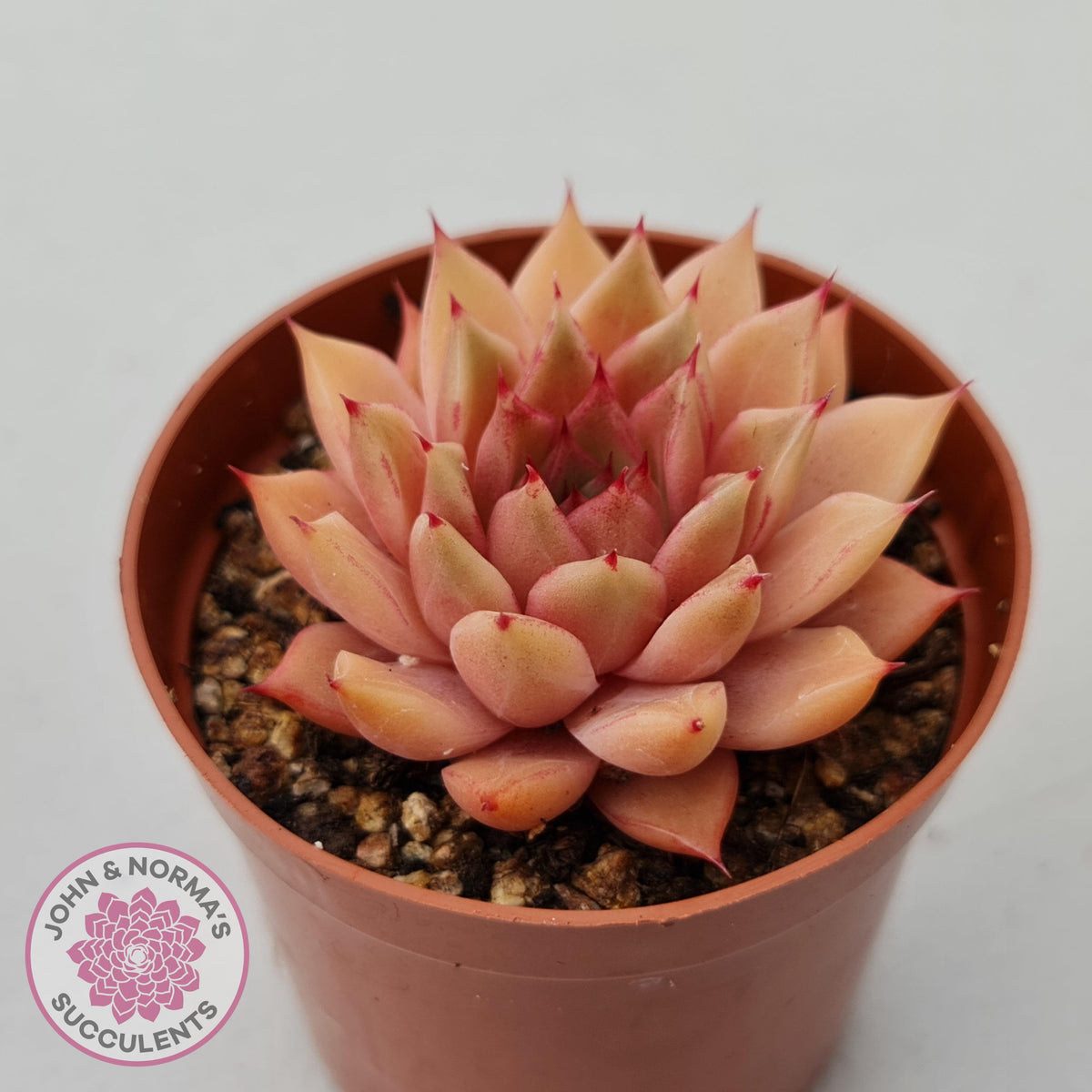Echeveria 'Red Firefly'