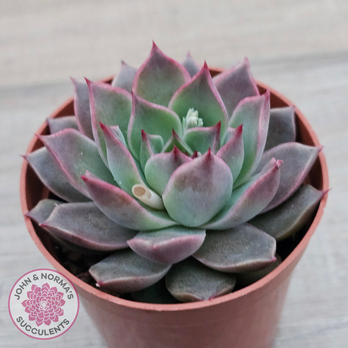 Echeveria 'Red Firefly'