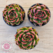 Load image into Gallery viewer, Echeveria 'Red Gilva'