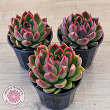Load image into Gallery viewer, Echeveria 'Red Gilva'