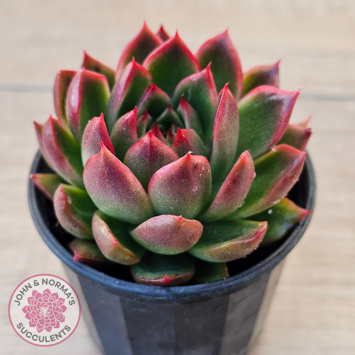Echeveria 'Red Gilva'