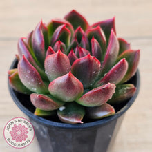 Load image into Gallery viewer, Echeveria 'Red Gilva'