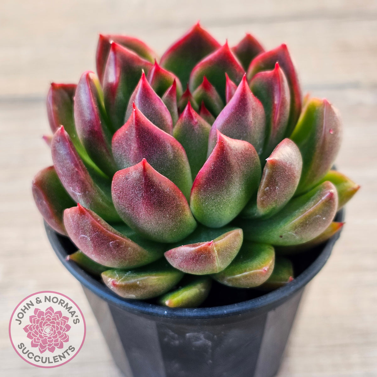 Echeveria 'Red Gilva'