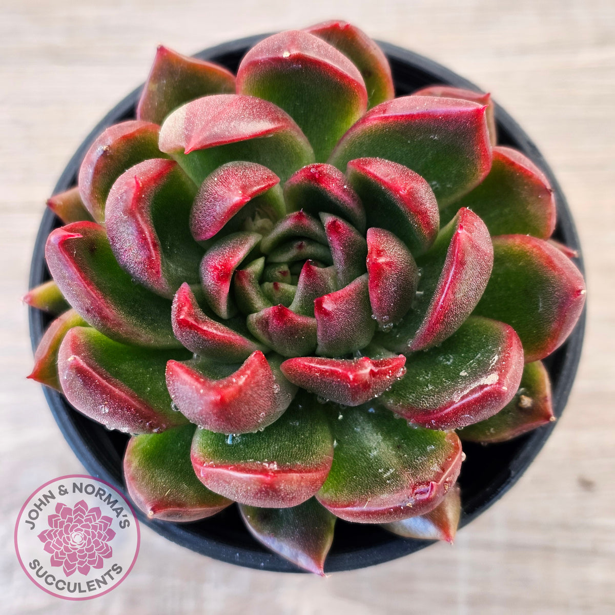 Echeveria 'Red Gilva'
