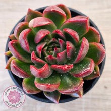 Load image into Gallery viewer, Echeveria 'Red Gilva'