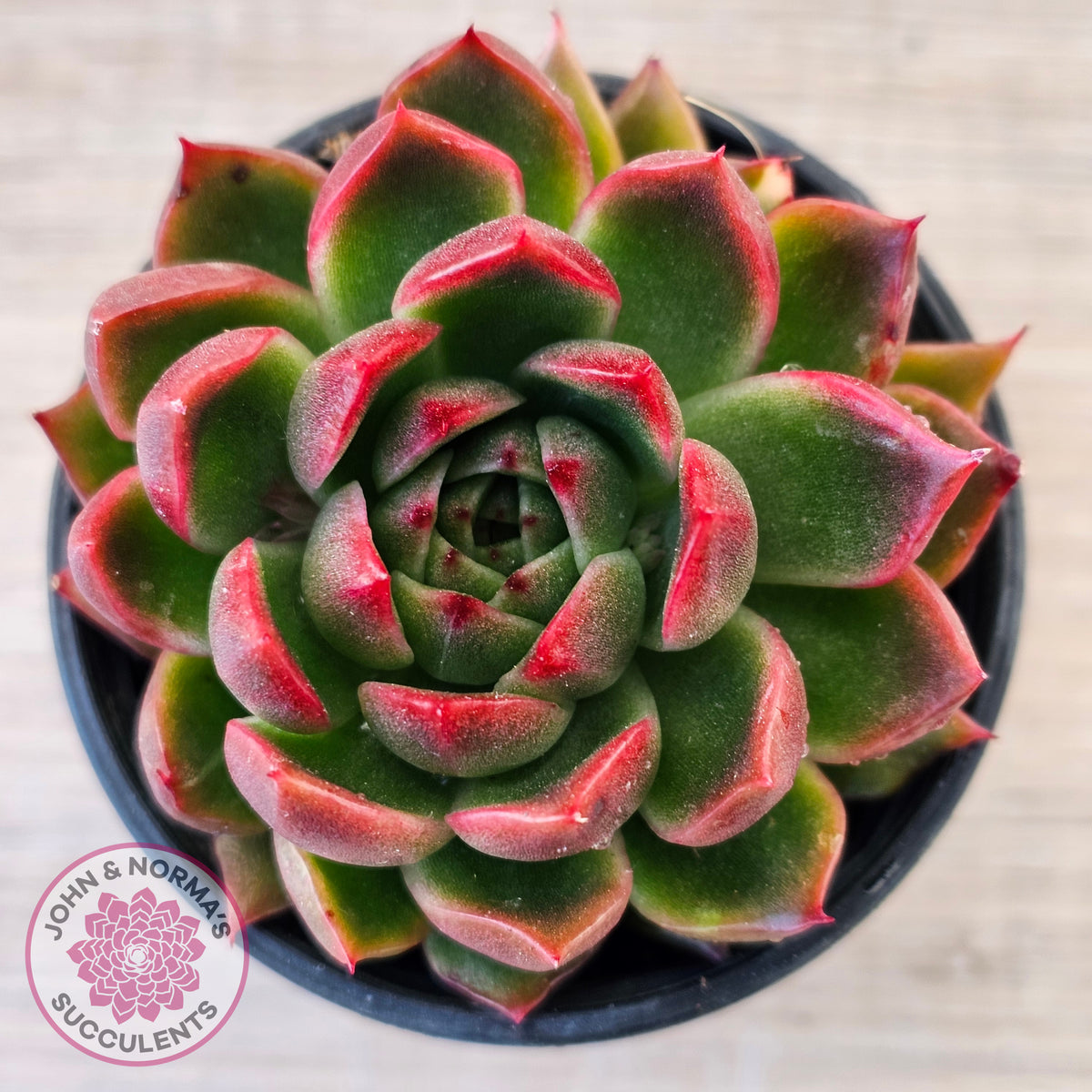 Echeveria 'Red Gilva'