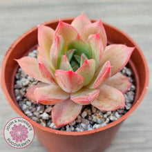 Load image into Gallery viewer, Echeveria 'Red Goose'