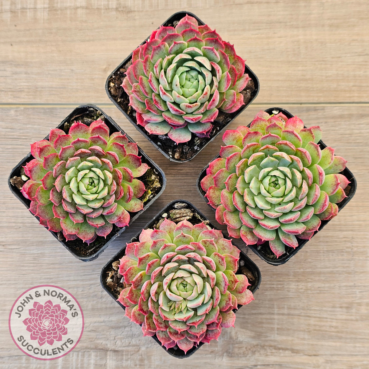Echeveria 'Red Hole'