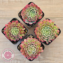 Load image into Gallery viewer, Echeveria 'Red Hole'