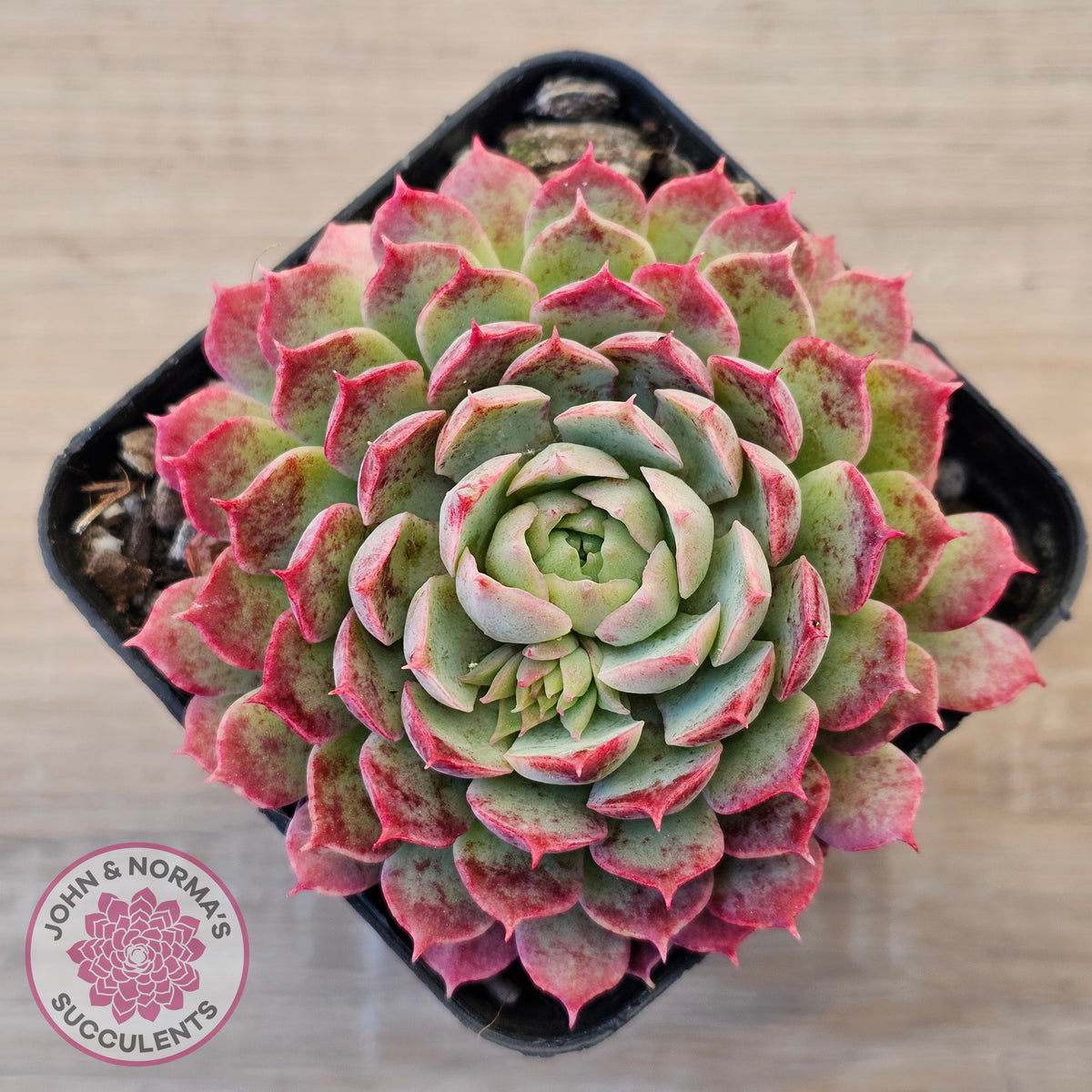 Echeveria 'Red Hole'