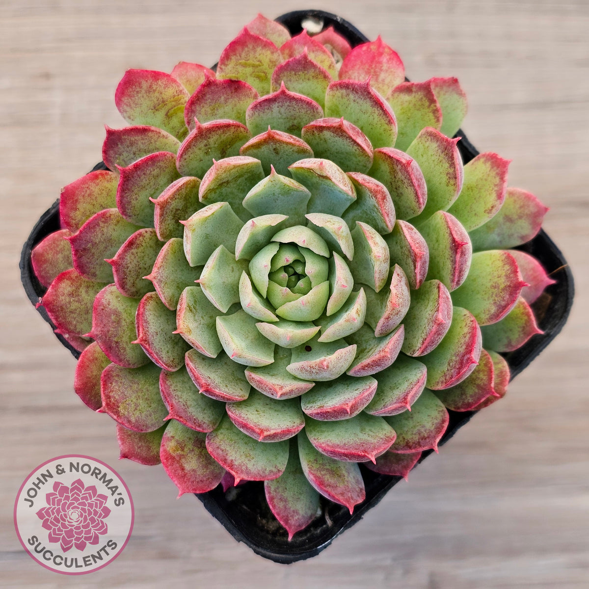 Echeveria 'Red Hole'