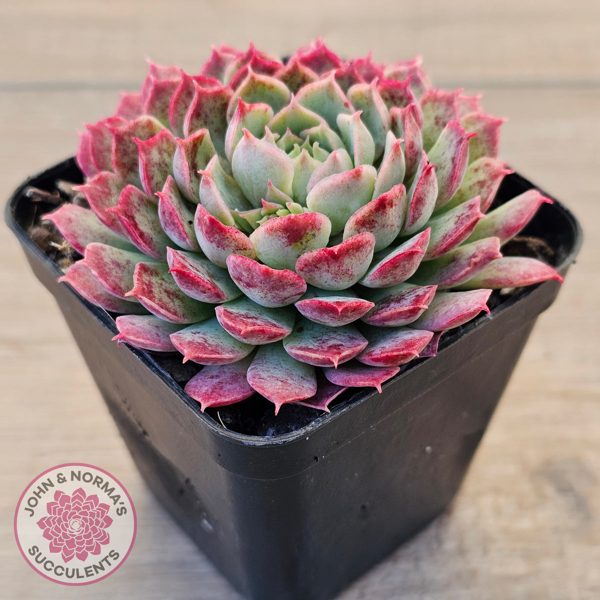 Echeveria 'Red Hole'