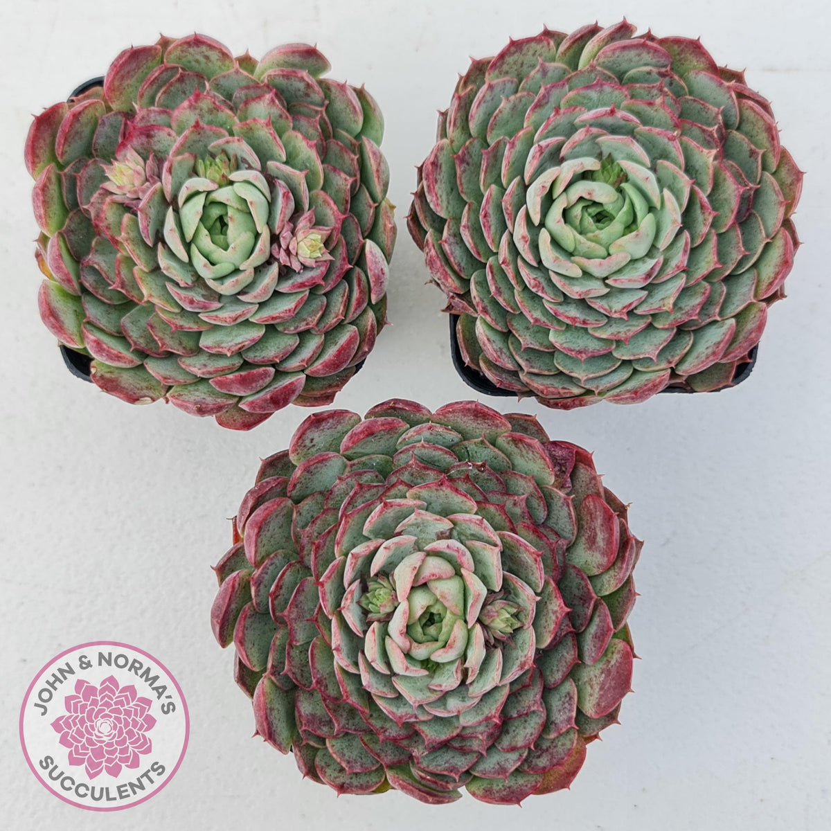 Echeveria 'Red Hole'
