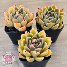 Load image into Gallery viewer, Echeveria 'Red Peppers'