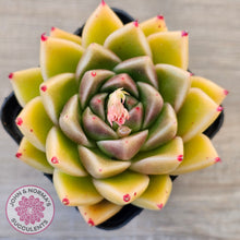 Load image into Gallery viewer, Echeveria 'Red Peppers'