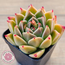 Load image into Gallery viewer, Echeveria 'Red Peppers'