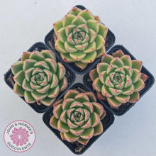 Load image into Gallery viewer, Echeveria 'Red Peppers' - John & Norma's Succulents Australia