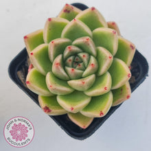 Load image into Gallery viewer, Echeveria 'Red Peppers' - John & Norma's Succulents Australia