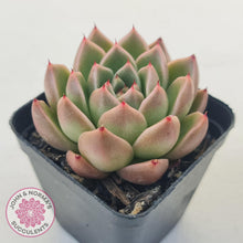 Load image into Gallery viewer, Echeveria 'Red Peppers' - John & Norma's Succulents Australia