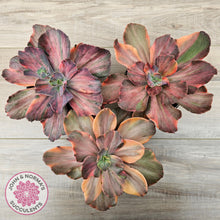 Load image into Gallery viewer, Echeveria 'Red Phoenix' Variegated
