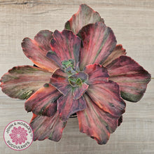 Load image into Gallery viewer, Echeveria 'Red Phoenix' Variegated