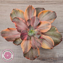 Load image into Gallery viewer, Echeveria 'Red Phoenix' Variegated