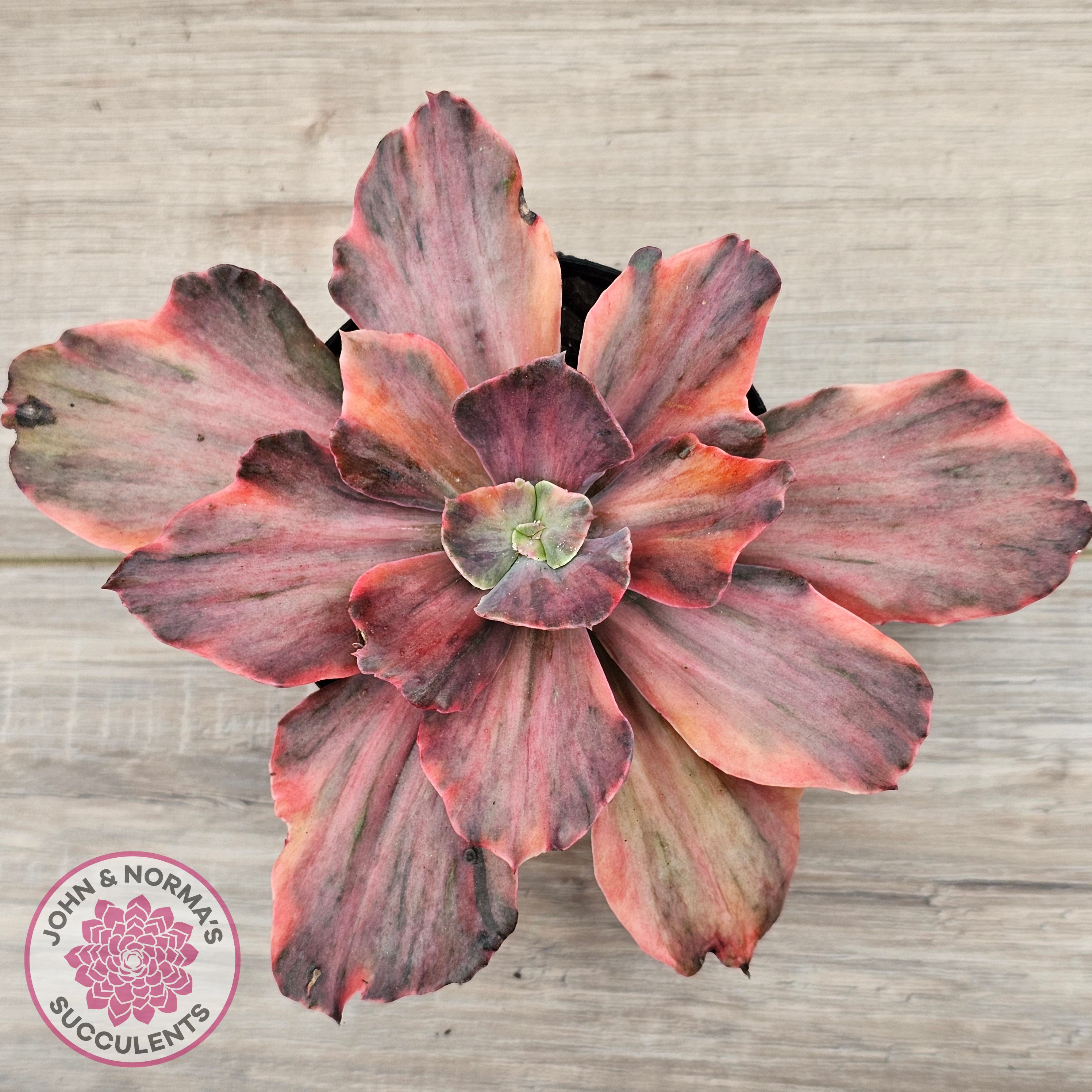 Buy Echeveria 'Red Phoenix' Variegated Australia | Quality