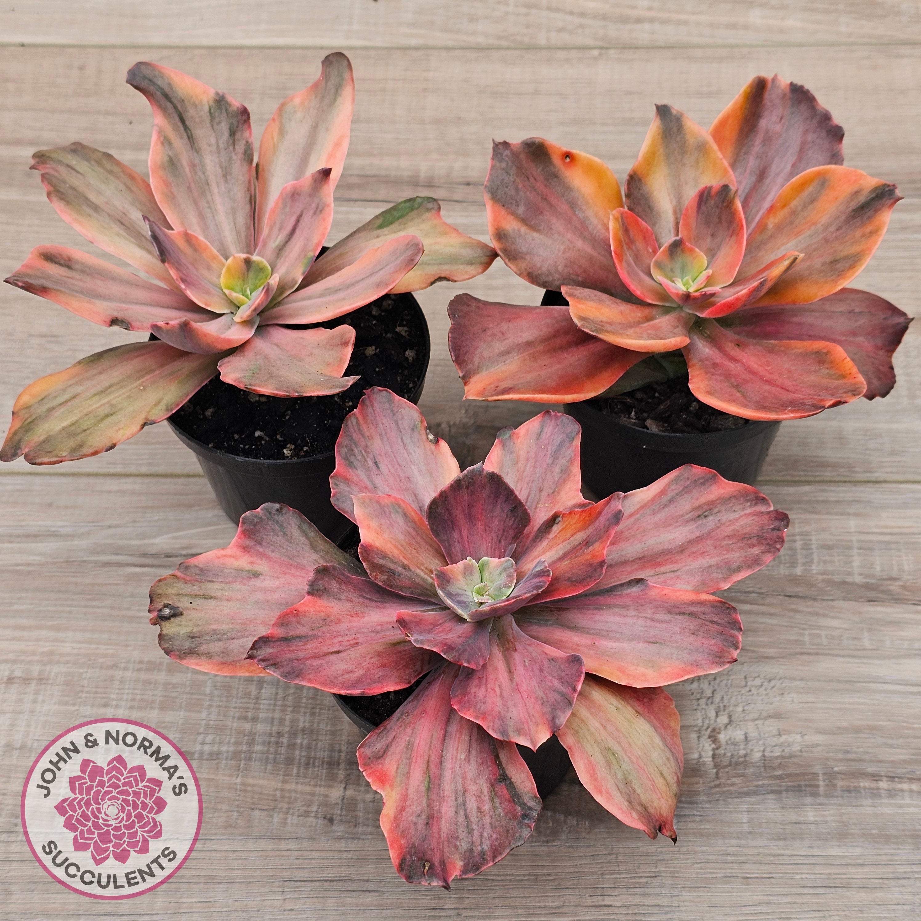 succulents phoenix Buy Echeveria 'Red Phoenix' Variegated - (125mm Same Plants) Australia