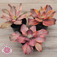 Load image into Gallery viewer, Echeveria 'Red Phoenix' Variegated - (125mm Same Plants)
